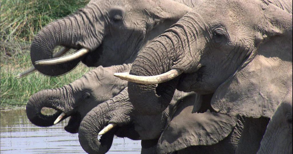secrets-of-the-elephant