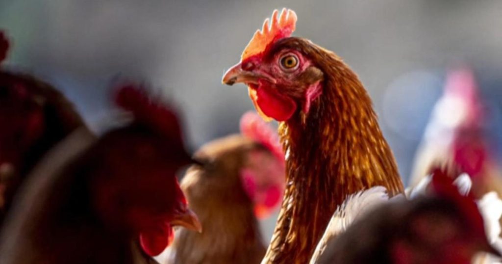 5-human-cases-of-bird-flu-in-colorado-poultry-workers,-health-officials-report