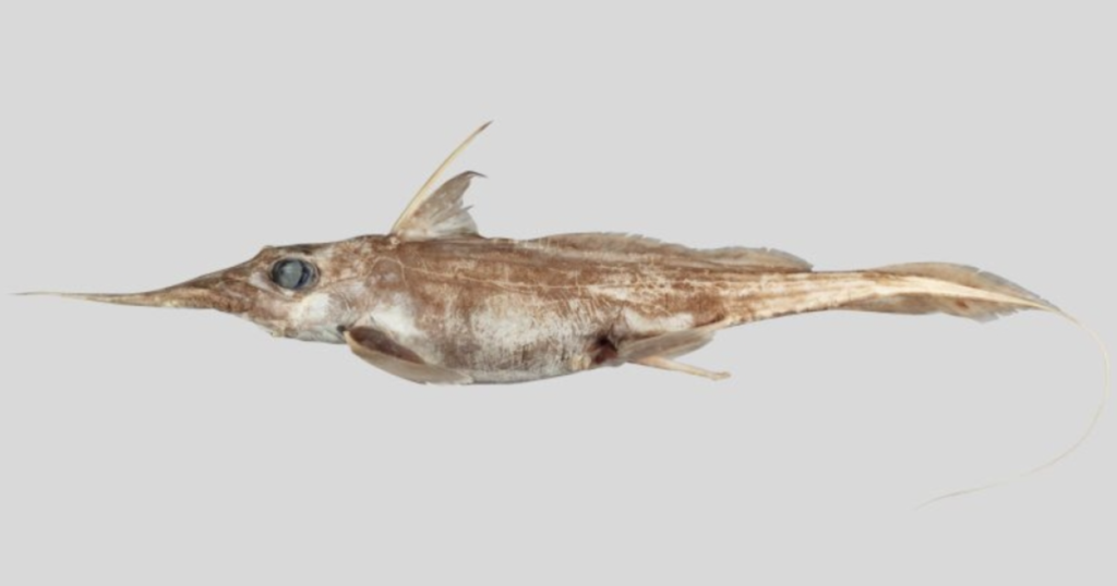new-species-of