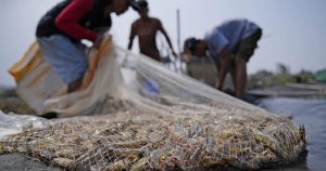 shrimp-farmers-in-asia-exploited-by-us.-supermarkets-for-big-profits,-research-finds