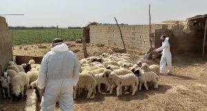 three-new-cases-of-hemorrhagic-fever-reported-in-duhok-–-shafaq-news