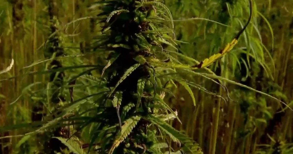 california-sued-by-hemp-companies,-cheech-and-chong-over-controversial-hemp-thc-ban