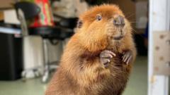 nibi-the-‘diva’-beaver-allowed-to-stay-at-wildlife-rescue-centre