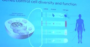 microrna-discovery-in-worms-leads-to-nobel-prize-in-medicine