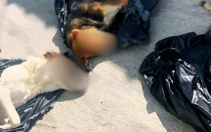 drone-footage-reveals-municipal-workers-injecting-animals-despite-mayor’s-denial
