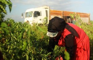 out-of-sight:-child-labor-remains-a-social-blindspot-in-turkey’s-agriculture-sector
