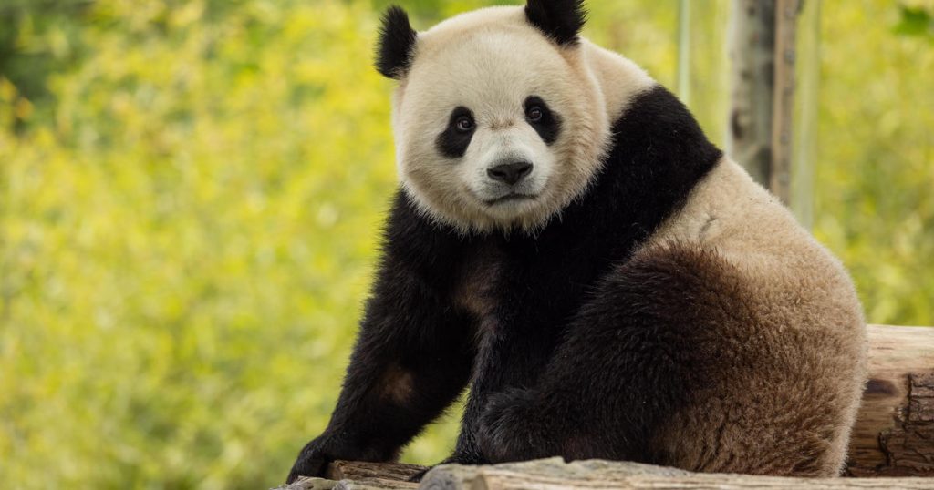 pandas-from-china-return-to-washington,-dc.,-after-beloved-animals-left-national-zoo-last-year