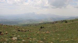people-taken-into-custody-in-herekol-tortured