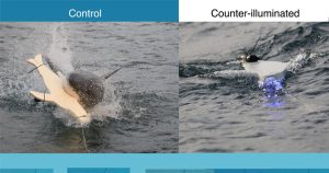 study-finds-great-white-sharks-less-likely-to-attack-surfboards-with-bright-lights: