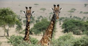 giraffes-need-endangered-species-protection,-us.-officials-say