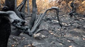 ecocide-in-southern-kurdistan