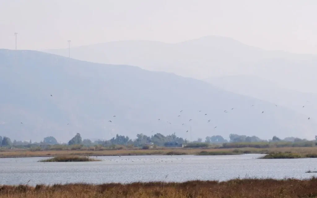 milleyha:-migratory-birds’-gateway-to-turkey-threatened-by-earthquake-debris