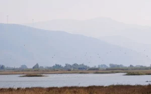 milleyha:-migratory-birds’-gateway-to-turkey-threatened-by-earthquake-debris
