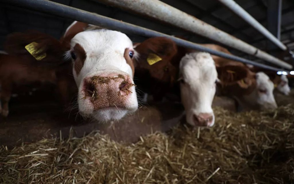 price-of-raw-milk-increases-by-49%-in-a-year