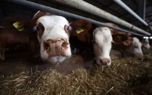 price-of-raw-milk-increases-by-49%-in-a-year