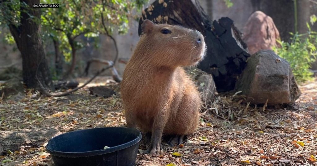 capybaras-are-the