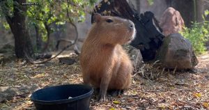 capybaras-are-the