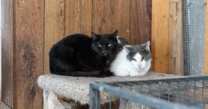 los-angeles-officials-warn-against-raw-pet-food-as-h5n1-bird-flu-infection-in-cat-confirmed