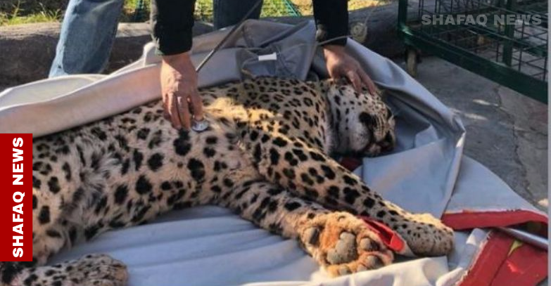 zagros:-the-rare-tiger-gets-international-attention-–-shafaq-news