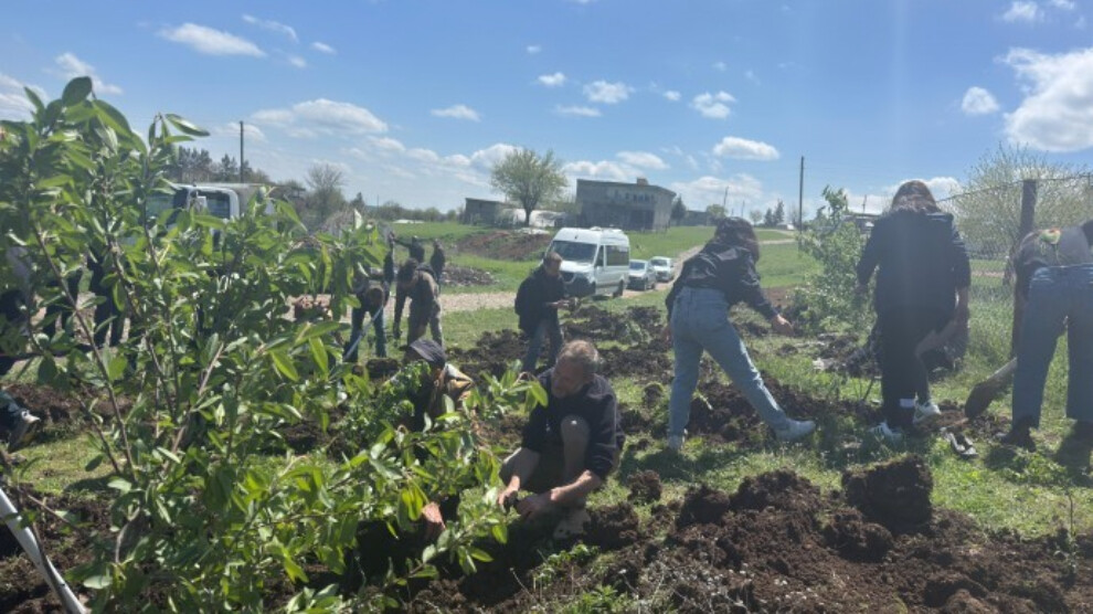 ecology-association-plants-saplings-in-sur