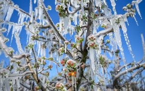 massive-freeze-devastates-crops-across-turkey,-sparking-food-inflation-concerns