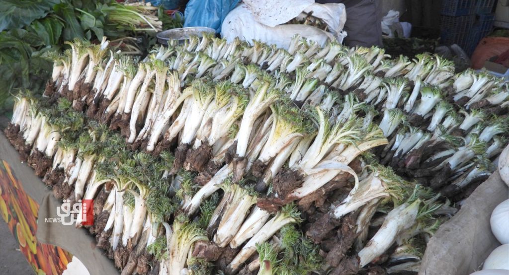 wild-gundelia-crisis:-kurdish-ilam’s-beloved-plant-faces-extinction-–-shafaq-news