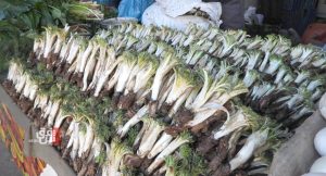 wild-gundelia-crisis:-kurdish-ilam’s-beloved-plant-faces-extinction-–-shafaq-news