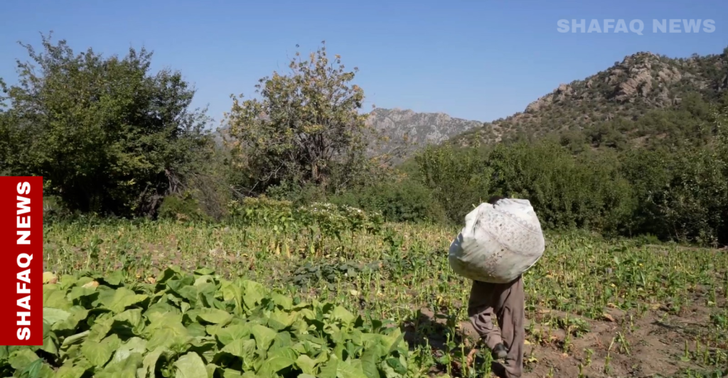 duhok-villagers-urge-return:-pkk-turkiye-conflict-threatens-farmlands-–-shafaq-news