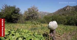 duhok-villagers-urge-return:-pkk-turkiye-conflict-threatens-farmlands-–-shafaq-news