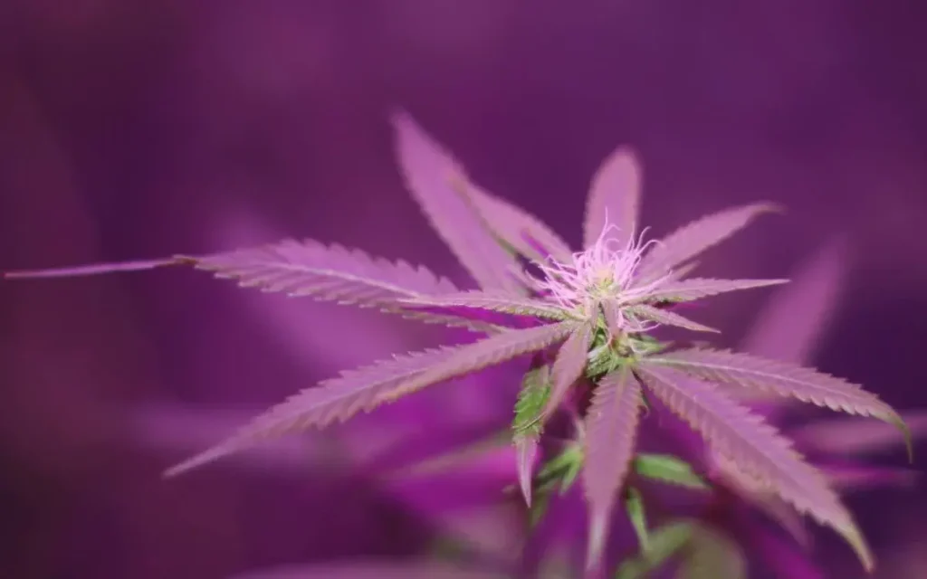 over-500-‘dealers’-detained-in-ankara-drug-raids