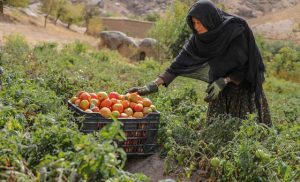 afghanistan’s-socioeconomic-crisis-deepens-amid-crackdown-on-women’s-rights
