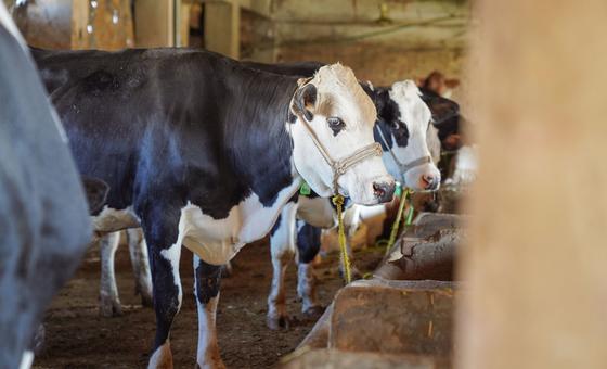 fao-calls-for-action-amid-foot-and-mouth-disease-outbreaks