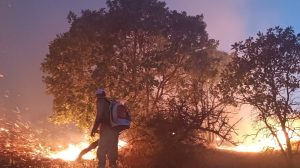 forest-fire-in-mardin-countryside-brought-under-control