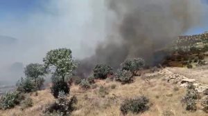 forest-fire-in-restricted-area-of-mount-gabar