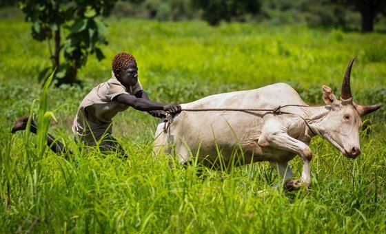 ‘a-spirit-of-oneness’:-cooperatives-cultivating-peace-in-south-sudan