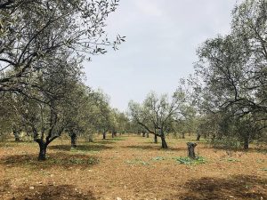 turkey-prepares-to-open-olive-groves-for-mining-to-‘feed-power-plants’