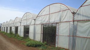 rojava’s-economic-vision-and-cooperative-model-under-self-governance-–-ii