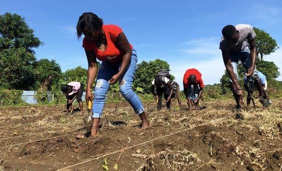 from-crisis-to-cultivation:-haiti’s-farmers-build-resilience-one-seed-at-a-time