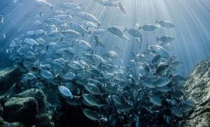 momentum-builds-towards-marine-biodiversity-treaty,-as-experts-convene-in-new-york