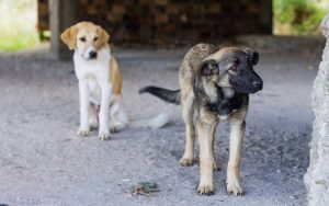 man-arrested-after-fatally-shooting-neighbor’s-dog