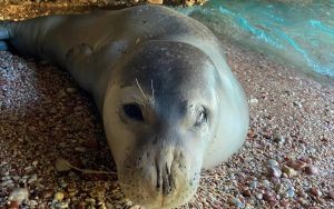 security-cordon-set-up-for-mediterranean-monk-seal-resting-on-datca-beach