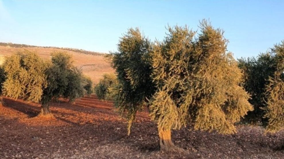 turkish-backed-mercenaries-seize-a-thousand-trees-belonging-to-a-family-in-afrin-countryside