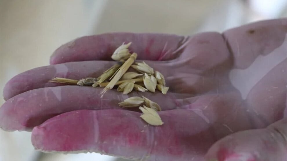 modern-seed-center-in-heseke-begins-operations