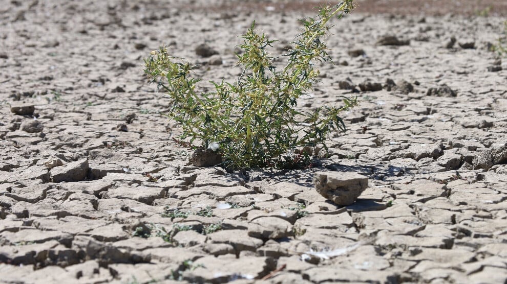 ucaman:-agricultural-lands-in-kurdistan-are-being-deliberately-destroyed