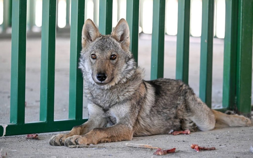 man-fined-for-chaining-wolf-outside-his-home-in-eastern-turkey;-animal-taken-into-protection