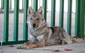 man-fined-for-chaining-wolf-outside-his-home-in-eastern-turkey;-animal-taken-into-protection