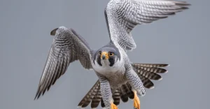 a-$1-million-falcon-killing-in-kurdistan-sparks-official-probe-–-shafaq-news