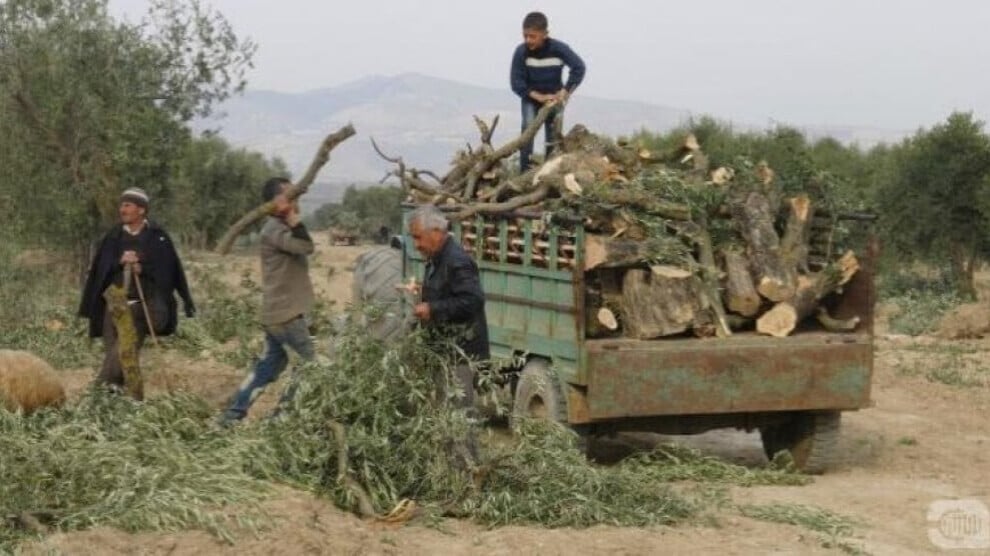 looting-in-turkish-occupied-afrin-continues