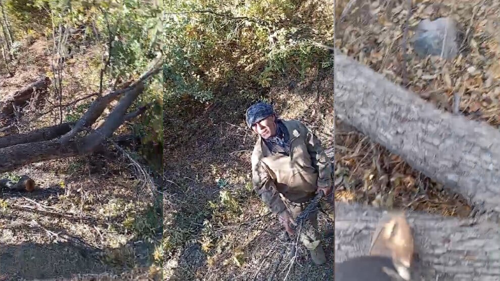 tree-felling-continues-in-sirnak-countryside