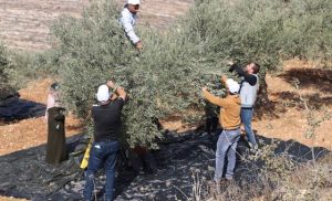 world-news-in-brief:-settler-attacks-in-the-west-bank,-madagascar-hunger-crisis,-obesity-in-europe